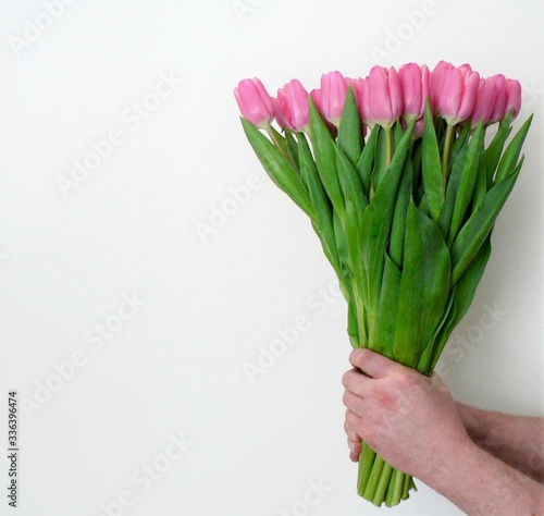 Man's hand holds a bouquet of pink tulips. Background for wedding greeting card banner, mother's day card, women's day, birthday.  © Yuliya