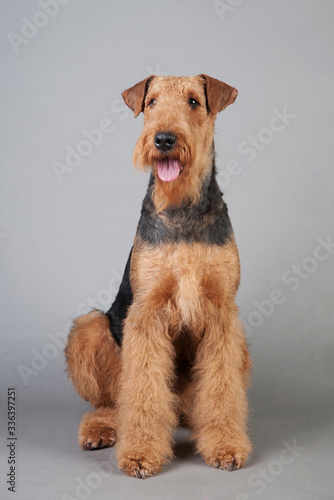 Airedale Terrier sits in front of grey background