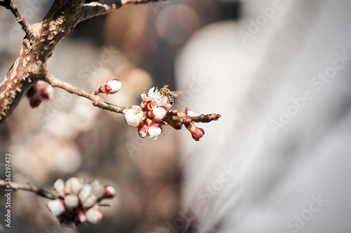 Biene sammelt Polen auf einer Blüte