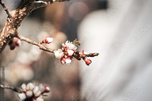 Biene fliegt zu einer Blüte