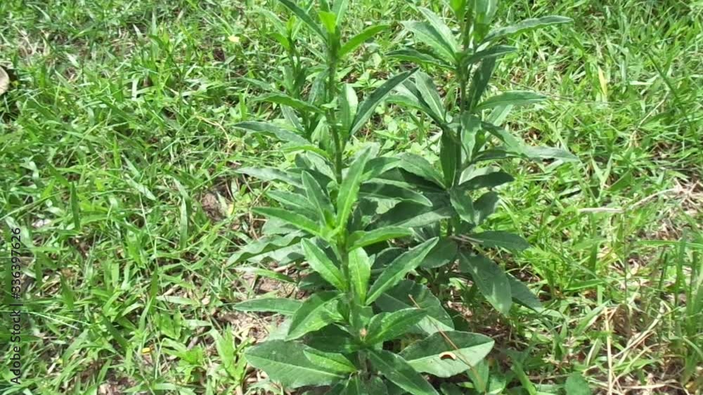 Sonchus Arvensis (Perennial sow, field milk thistle, field sowthistle, perennial sow-thistle, corn sow thistle, dindle, gutweed, swine thistle, tree sow thistle). Beneficial for wounds, cancer, cough. Sonchus Arvensis (Perennial sow, field milk thistle, field sowthistle, perennial sow-thistle, corn sow thistle, dindle, gutweed, swine thistle, tree sow thistle). Beneficial for wounds, cancer, cough.