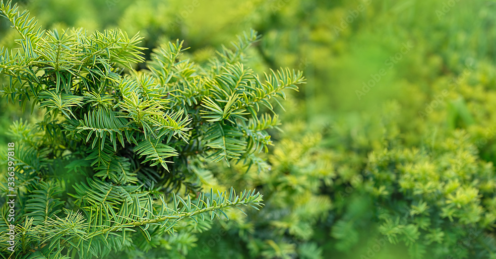 juniper tree texture nature background. Evergreen coniferous juniper branch close up. 