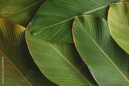 banana like leaf texture. calathea luthea cigar calathea. dark green leaves palm background. 