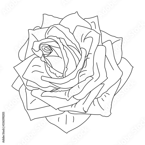 vector rose flower clip art coloring book page