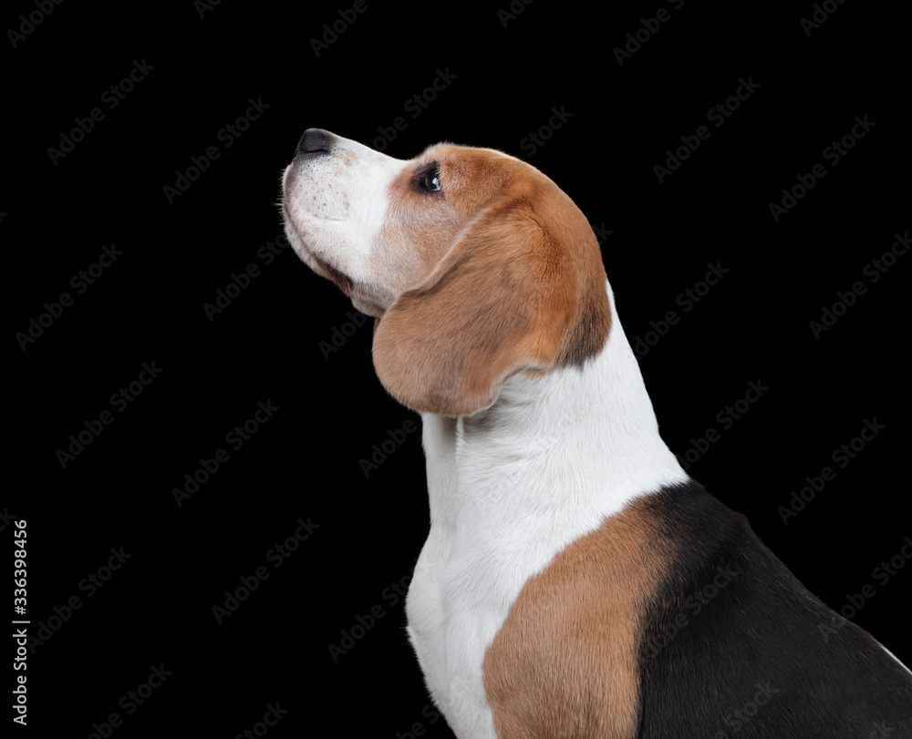 Beagle dog, portrait on a black background