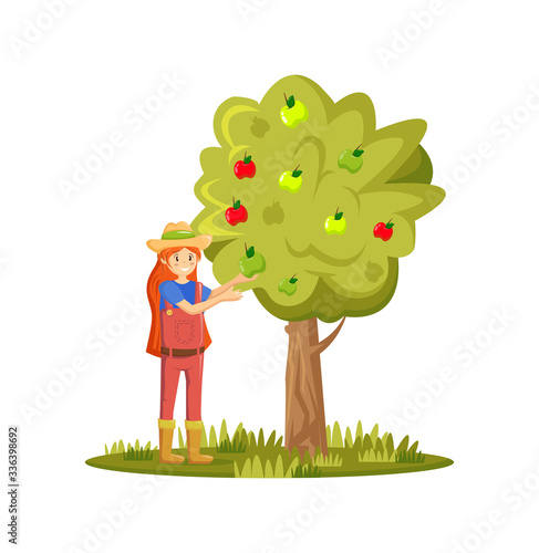 Farmers and agricultural work characters. Girl picks apples in garden. Female working in fields, gathering harvest, picking ripe organic apples in basket. Agricultural gardener. Vector illustration.