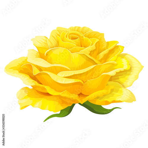 vector rose flower clip art on white isolated background