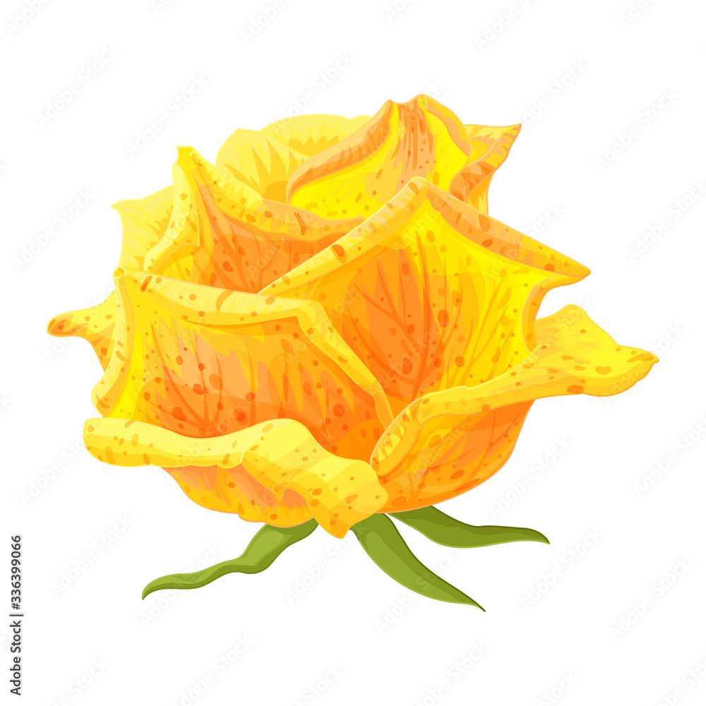 vector rose flower clip art on white isolated background vector rose flower clip art on white isolated background