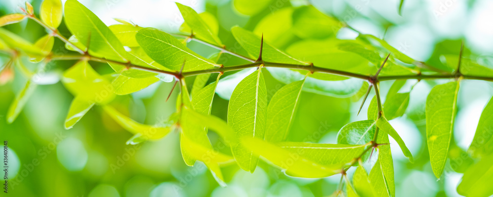 Obraz premium green leaves natural background wallpaper, texture of leaf, leaves with space for text 