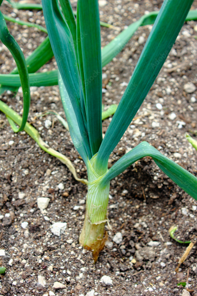 onion in the garden onion in the garden
