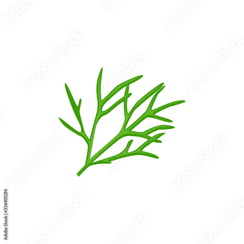 A branch of fresh juicy dill on a white isolated background - a fragrant spice