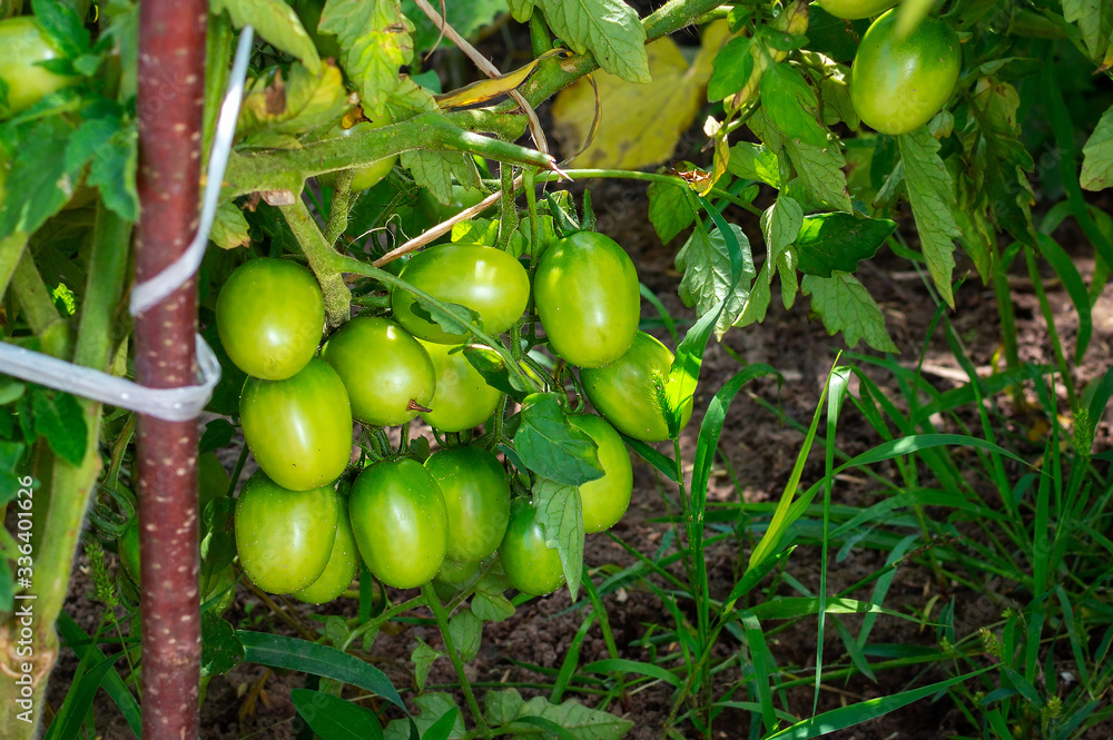 A bunch of green juicy tomatoes hang on a branch above the soil and grass. Wooden stick holds a bush of unripe tomatoes.