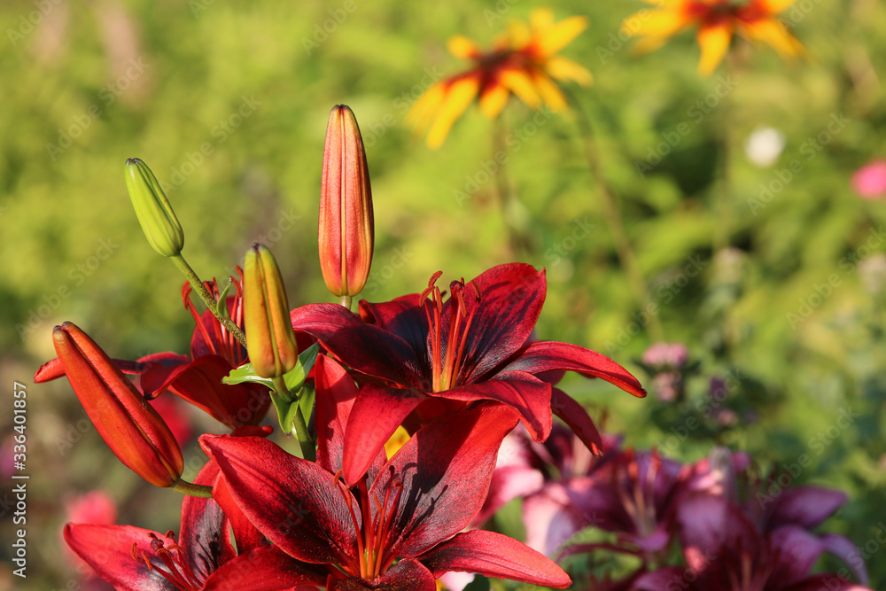Red Asiatic Lily, close-up, sharpness on one of the flowers, blurred green garden background Red Asiatic Lily, close-up, sharpness on one of the flowers, blurred green garden background