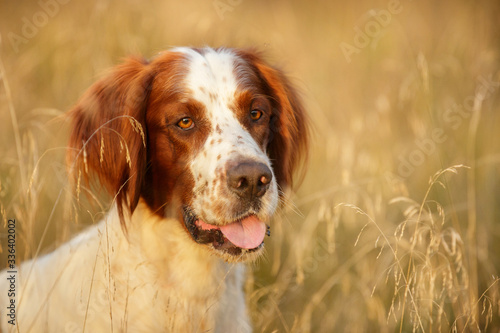 Irish red and white setter outdoor in autumn photo