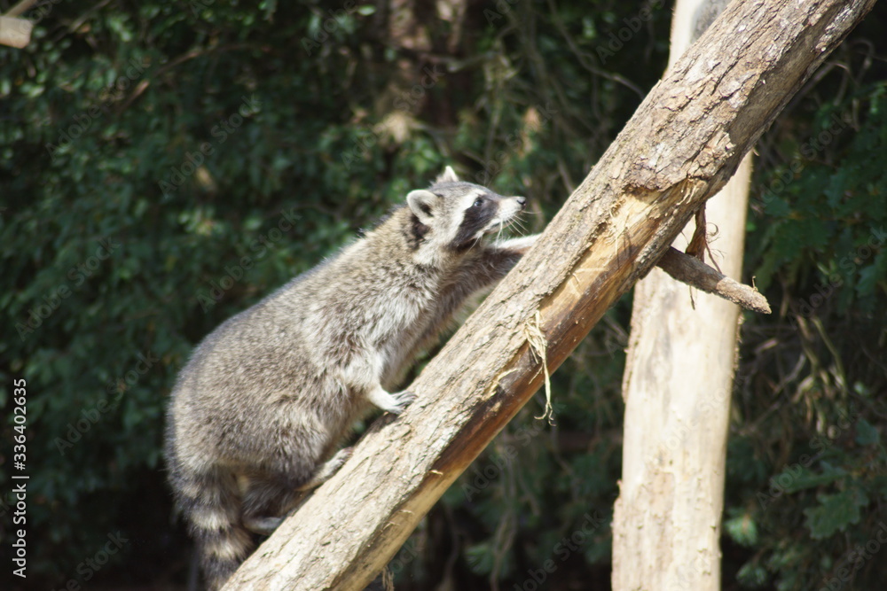 Obraz premium szop pracz