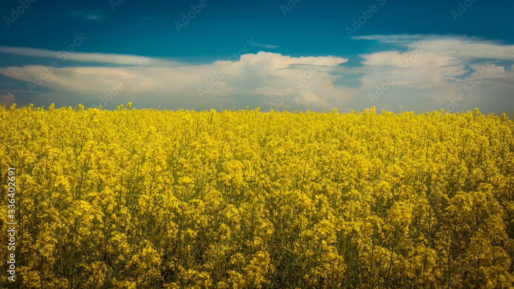 yellow rape field and cumulonimbus