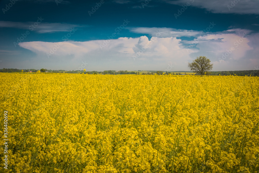 yellow rape field and cumulonimbus yellow rape field and cumulonimbus