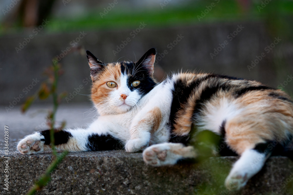 Portrait of a domestic cat in the yard Portrait of a domestic cat in the yard