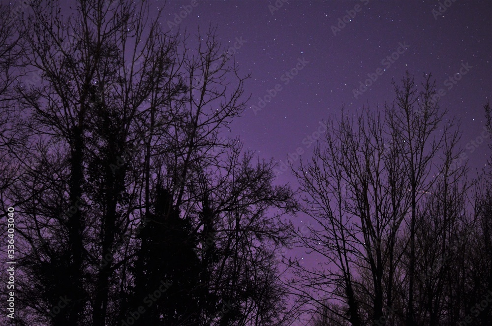 black trees in front of the night sky black trees in front of the night sky