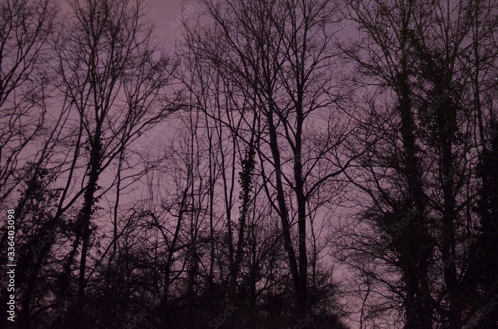 black trees in front of the purple night sky