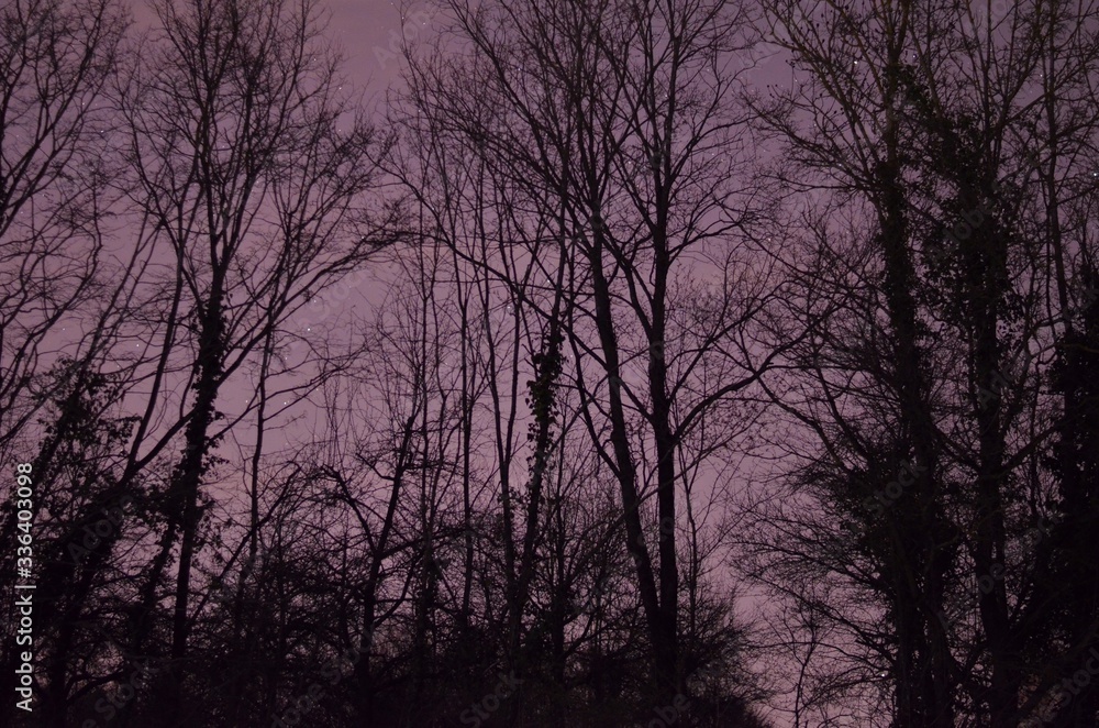 black trees in front of the purple night sky black trees in front of the purple night sky