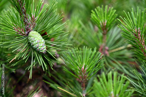 Close up of pine leaves and fruits