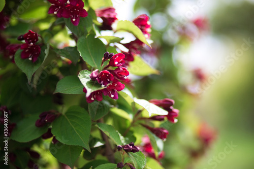 flowering tree