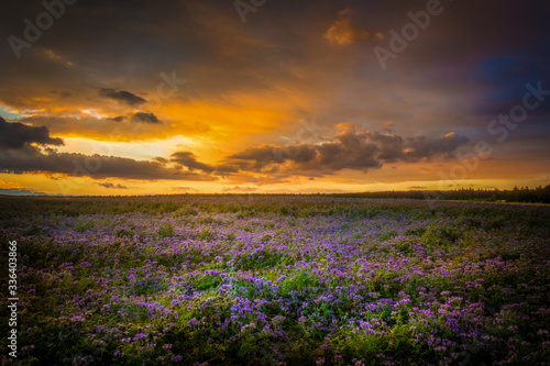 flowers field in sunset and tree