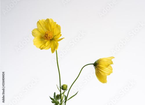 Fotografija beautiful of cosmos yellow flower