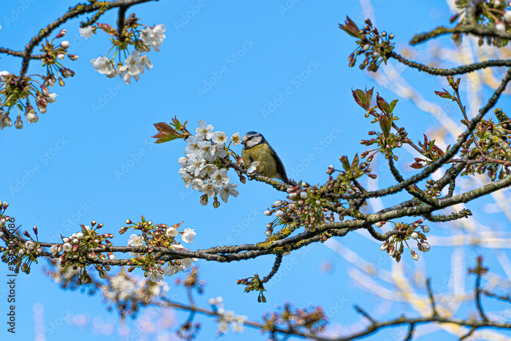 Fototapeta premium Blue Tit bird perched in white cherry blossom tree