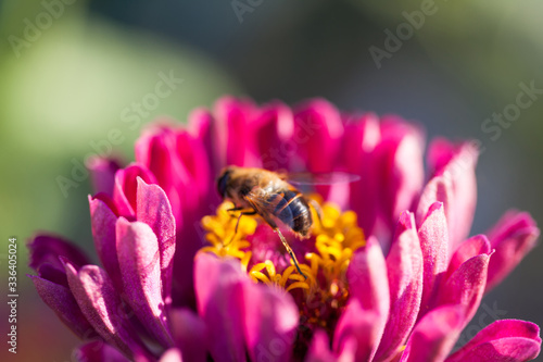 Hoverfly Eristalis bee on Zinnia flower plant macro view. Shallow depth of field, selective focus photo