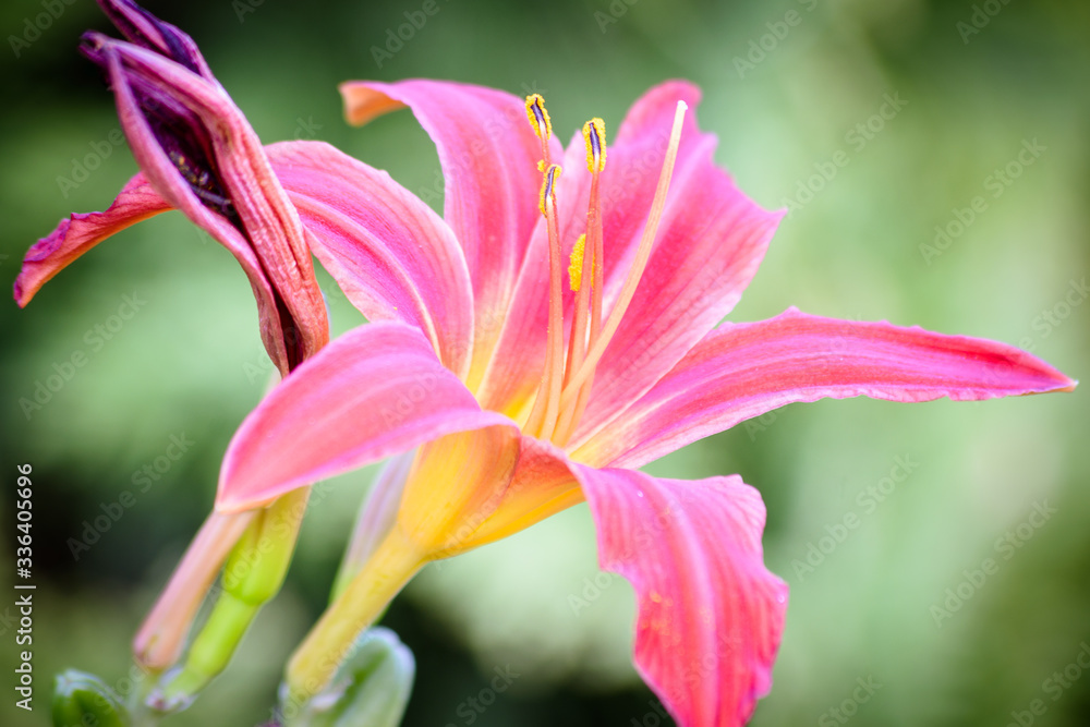 Fototapeta premium pink lily closeup