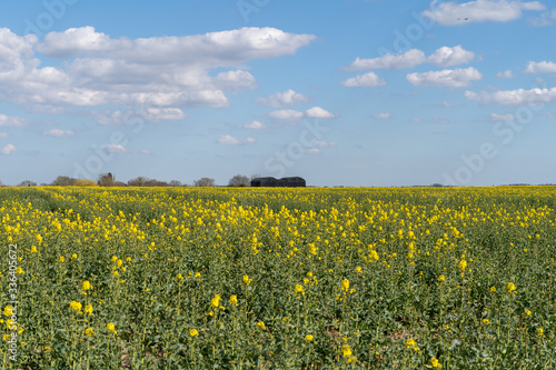 Rape seed yellow flowering plant field with dramatic blue sky and white clouds to background © Pluto119