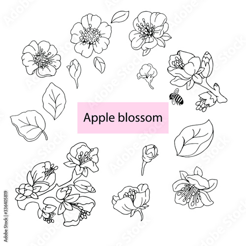 apple blossom black and white drawing