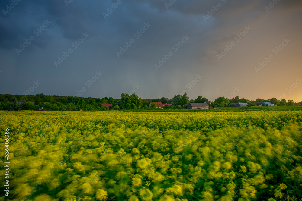 storm clouds over the field rapeseed 