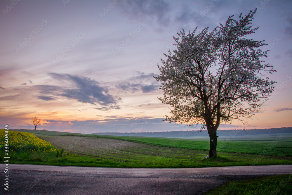 Fototapeta premium spring sunset on the road