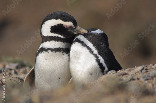 PINGUINOS