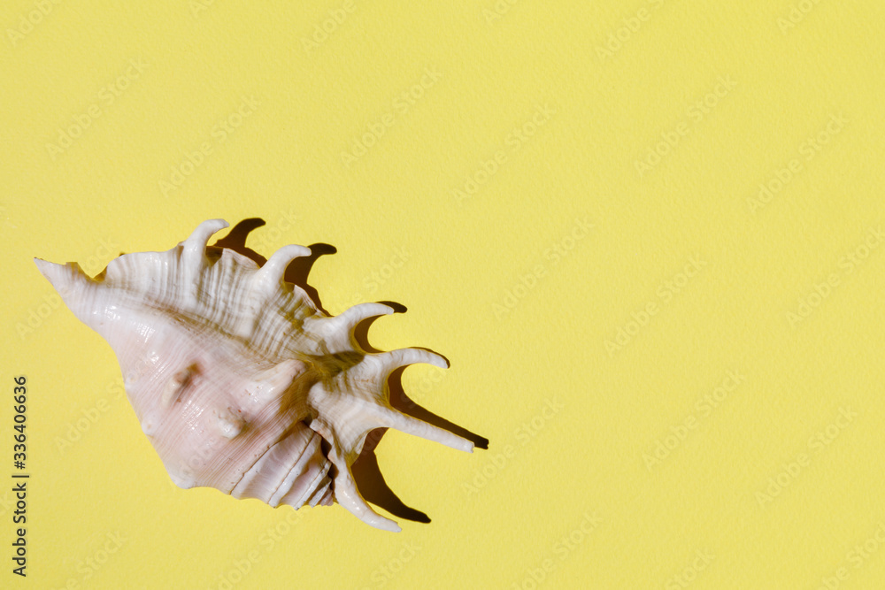 Summer time concept with seashells on yellow background with copyspace. Rest on the beach. Summer time concept with seashells on yellow background with copyspace. Rest on the beach.