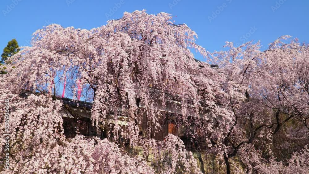 上田城址公園の桜
