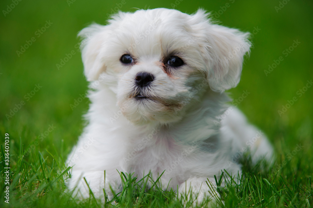 young puppy dog in portrait