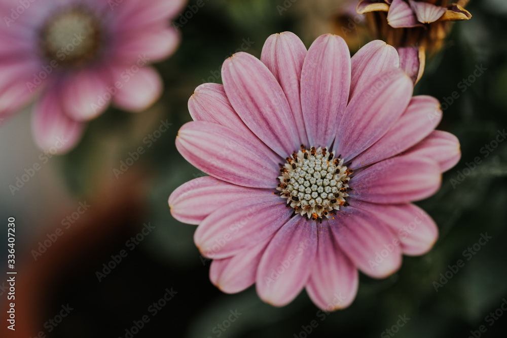Obraz premium pink daisy flower