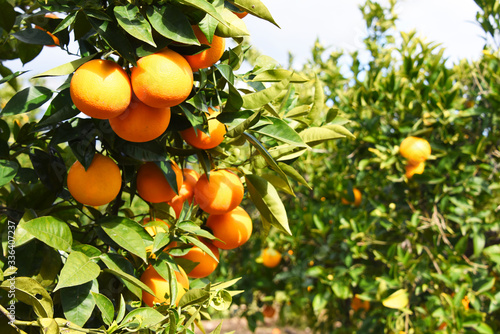 Summer  background. Lemon garden