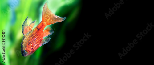Gold color fish longtail barb Pethia Conchonius. Tropical aquarium tank with green plants on black background. Macro view, shallow depth of field, copy space.