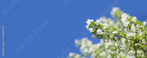 Blossoming apple tree branch. Beautiful springtime garden landscape with white petals flowers, fruit tree against blue sky. Copy space