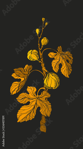 Fig tree. Vector old engraving. Antique branch