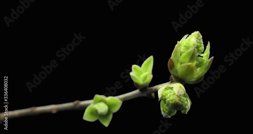 Small sprouts rising on branch of tree, germination process, evolution, spring time lapse, pestel, female flower, isolated on black