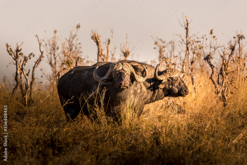 Wild buffalo in the african savannah at sunset. Botswana