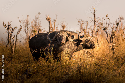 Obraz na płótnie Wild buffalo in the african savannah at sunset. Botswana w salonie