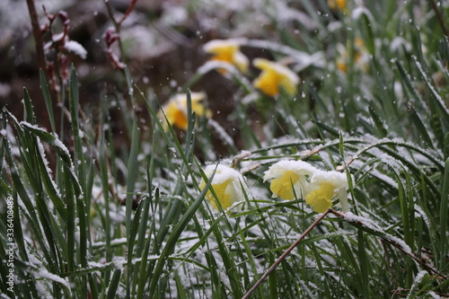 Beautiful yellow daffodils bloomed in the garden in spring. It was snowing and covered the flowers. The daffodils were left under the snow.