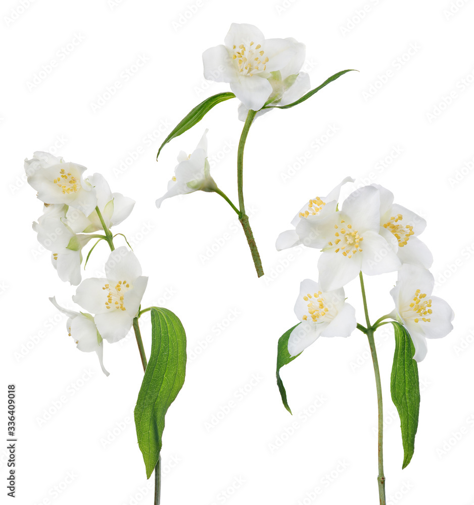 Obraz premium jasmine isolated three branches with white blooms